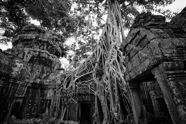 Ta Prohm - Angkor - Cambodia