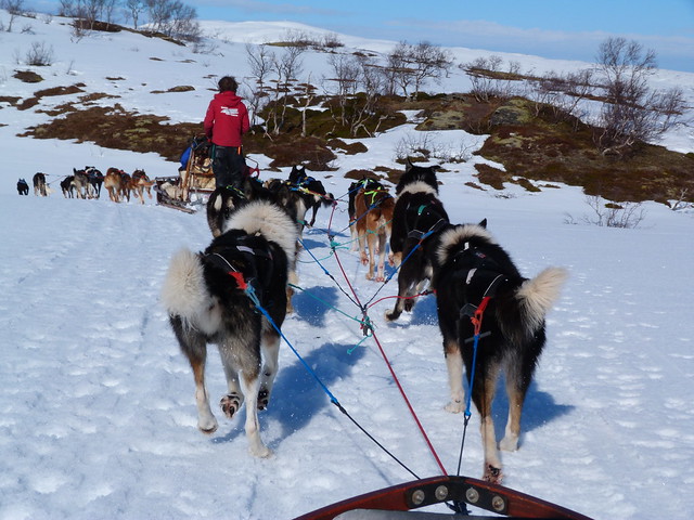 Trineo de perros en Laponia Noruega