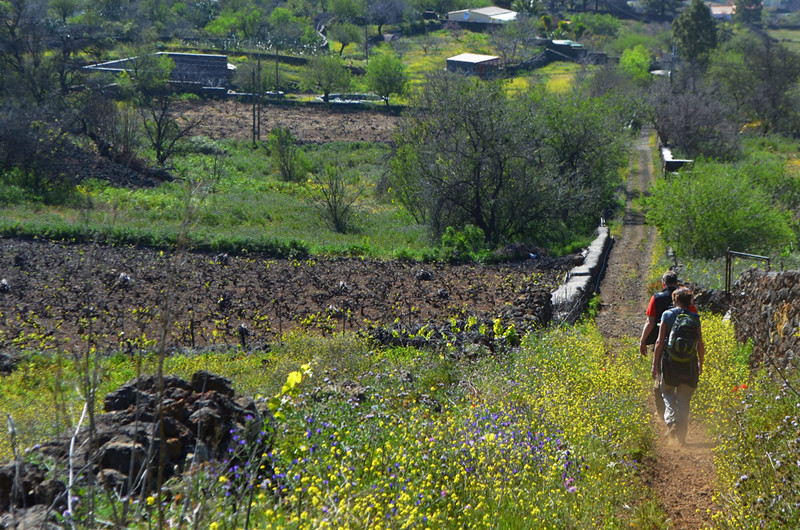 Country walking, wild flowers, Llanos de Aridane, La Palma, Canary Islands