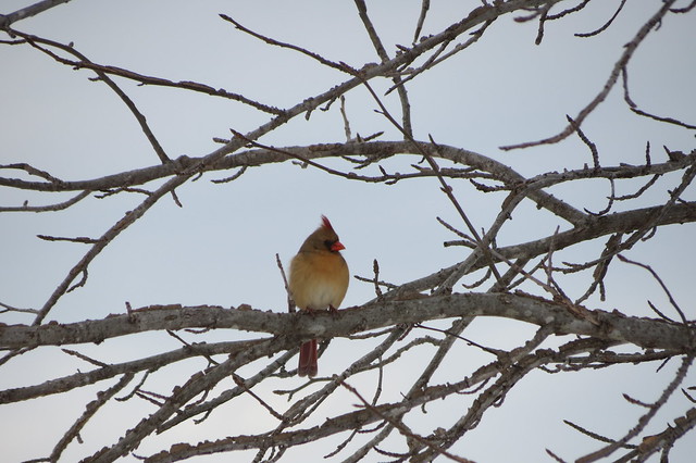 Female Northern Cardinal in winter at Westmoreland State Park, Virginia