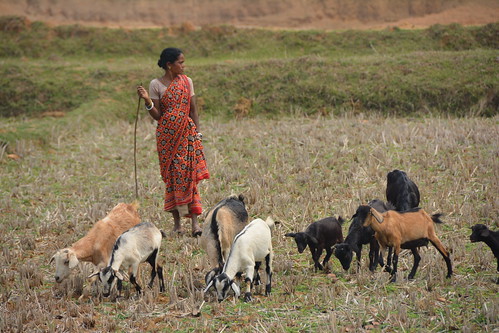 Goat lives and livelihoods in Mayurbhanj, Odisha, India