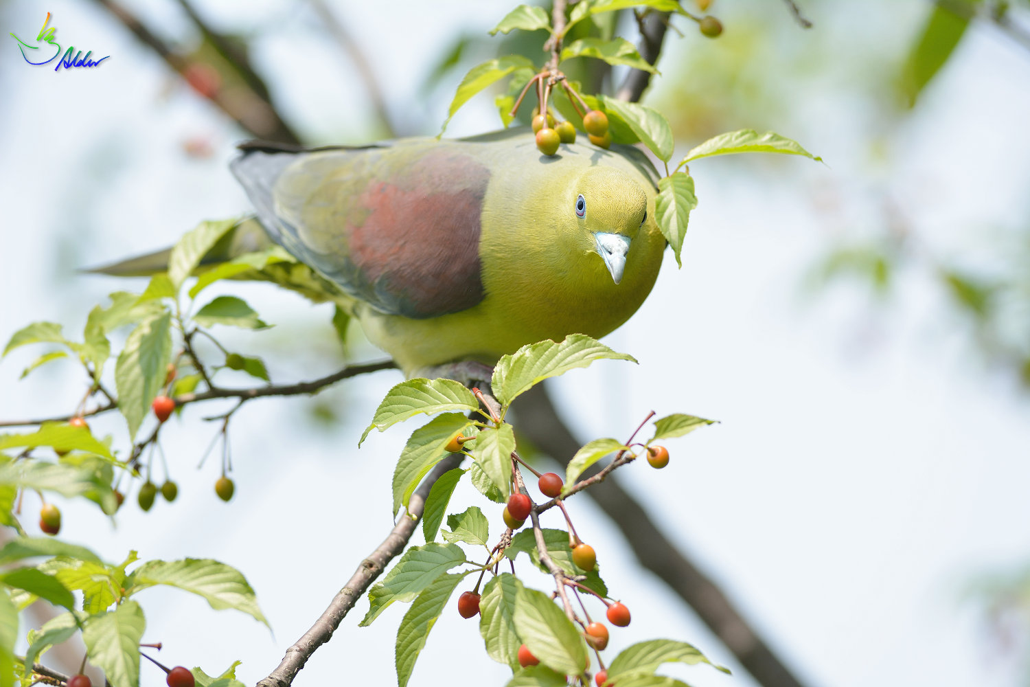 White-bellied_Green_Pigeon_5946