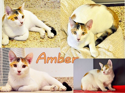 Amber, gatita blanca y ámbar preciosa y dulzona esterilizada, nacida en Marzo´15 en adopción. Valencia. ADOPTADA. 24565635865_8c0a53c436