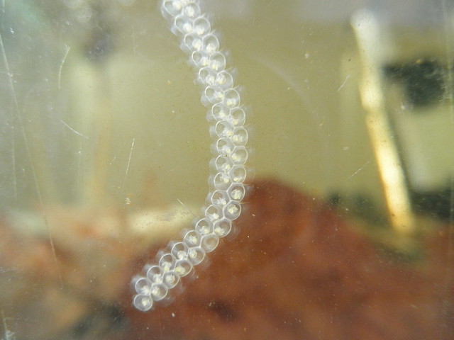 Bithynia tentaculata