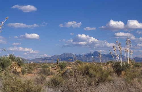 Grassland-shrub savanna characteristic of the northern Chihuahuan Desert on the 193,000-acre Jornada Experimental Range