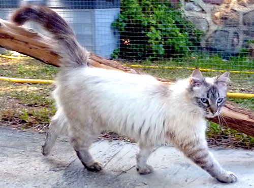 Kiara, preciosa gatita siamesa tabby de pelo Largo muy dulce, nacida en Junio´15, en adopción. Valencia. ADOPTADA. 26341629426_f655b4b4b0