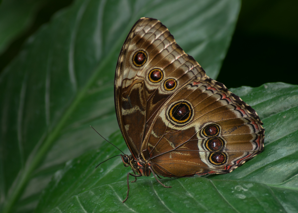 Tropical Butterflies • Show Us Your Images Forum • The Pentax Forum.co ...