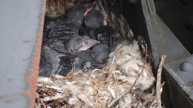 Young hatchlings continue to grow at High Bridge Trail State Park, Virginia.