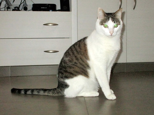 Rudy, gato blanquipardo mimosón sano y esterilizado nacido en Junio´14, necesita hogar. Valencia. ADOPTADO. 26395516876_165c02d385