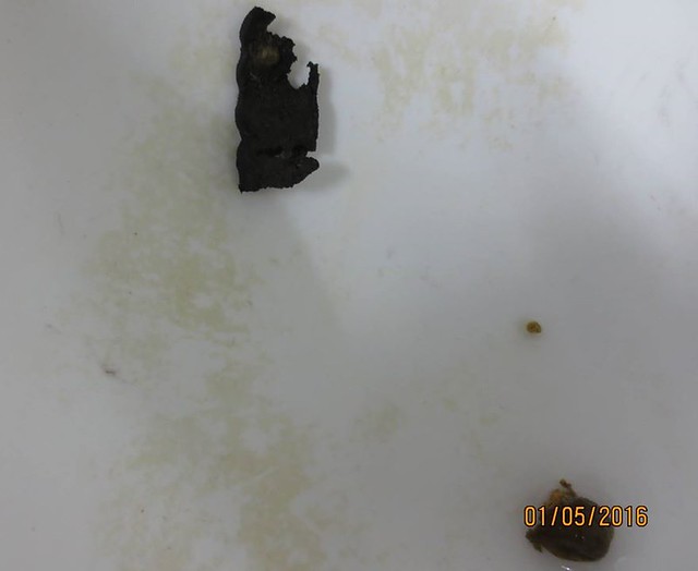 海龜排泄物中可見塑膠碎片，可能是誤食所致。海生館李宗賢醫師拍攝。