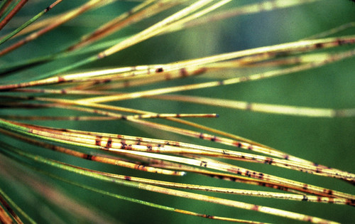 Dothistroma needle blight as shown on these pine needles