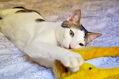 Abel, gatito blanco y pardo cariñoso y activo esterilizado, nacido en Marzo´15, en adopción. Valencia. ADOPTADO. 25434475251_31056f4801