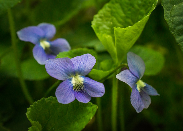 Flowers, Wildflowers, Violet, Blue Violet, Common Blue Violet, Blue, Green