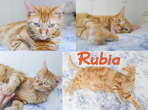 Rubia, gata naranja dibujo tabby de ojos verdes esterilizada y muy cariñosa, nacida en 2013, necesita hogar. Valencia. ADOPTADA. 24483291561_7a51a8f67f
