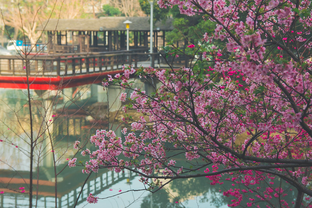 新竹公園櫻花季