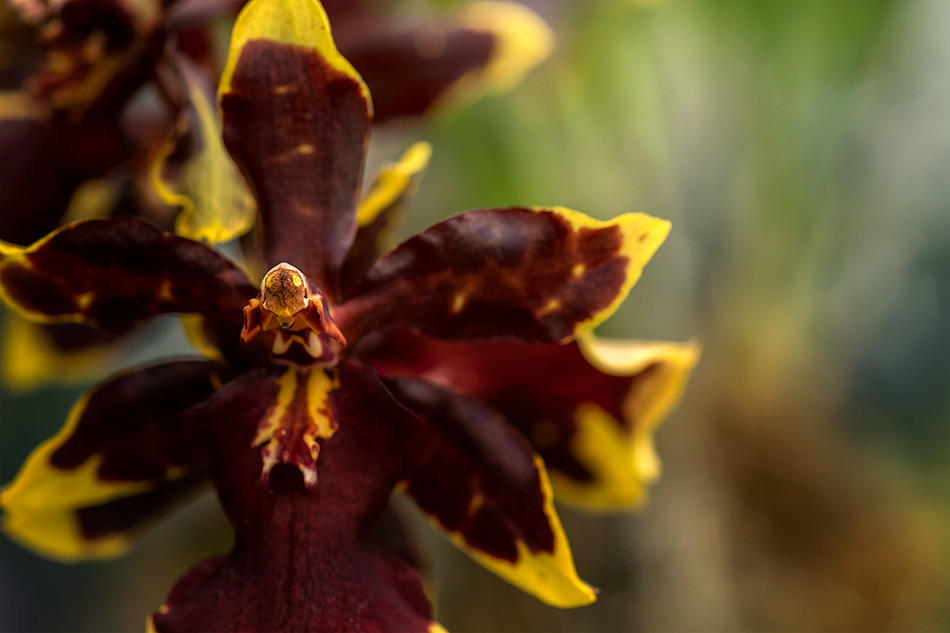 Denver Botanic Gardens, Orchid Showcase