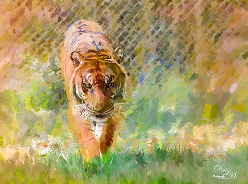 Image of a Malayan Tiger at the Jacksonville Zoo