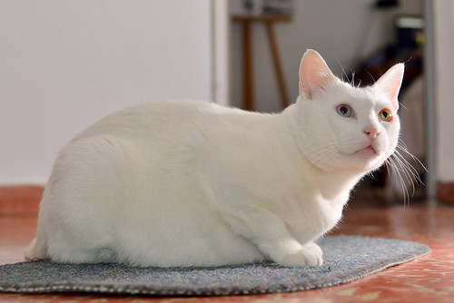 Duque, gato Blanco de ojos Dispares esterilizado súper dulce positivo a inmuno, nacido en 2011, en adopción. Valencia. ADOPTADO.  25107404871_f989d1f098