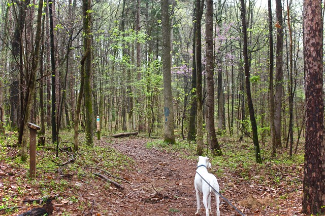 Hiking trails at Staunton River State Park in Virginia are fun for everyone