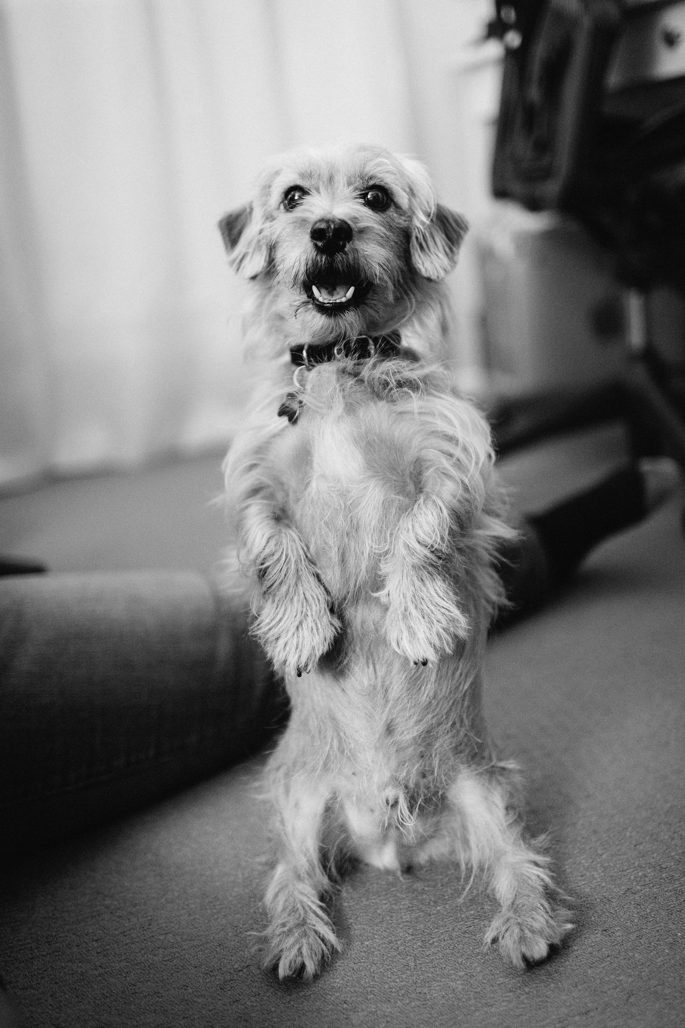 Beanie sitting up on his hind legs, smiling.