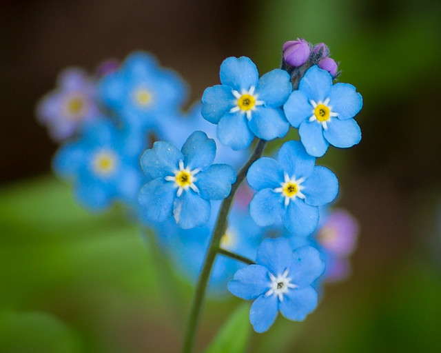 Forget Me Not, Flower, Blue, Tiny