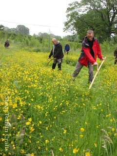 learn to scythe a meadow in Cumbria