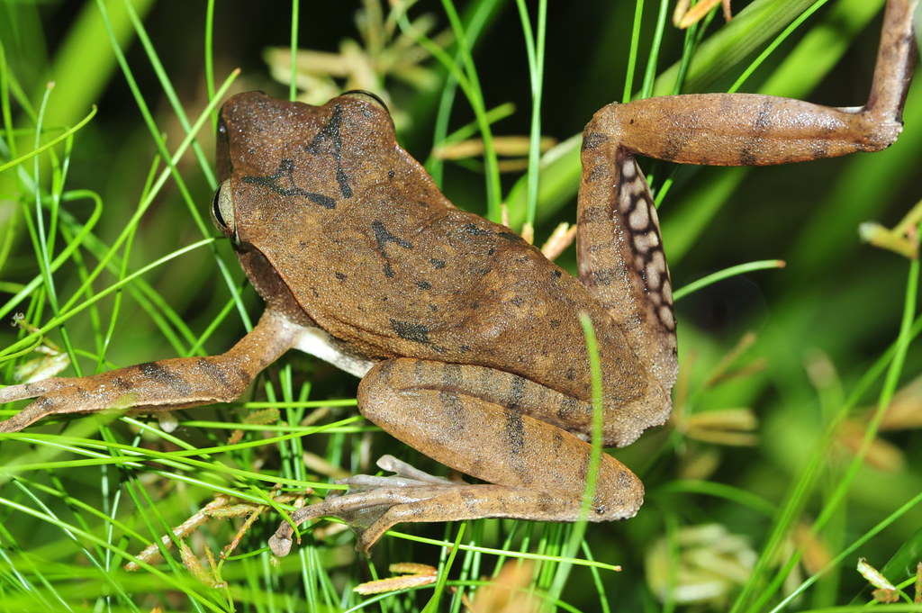 與斑腿樹蛙外型接近的原生種布氏樹蛙。圖片來源：楊懿如