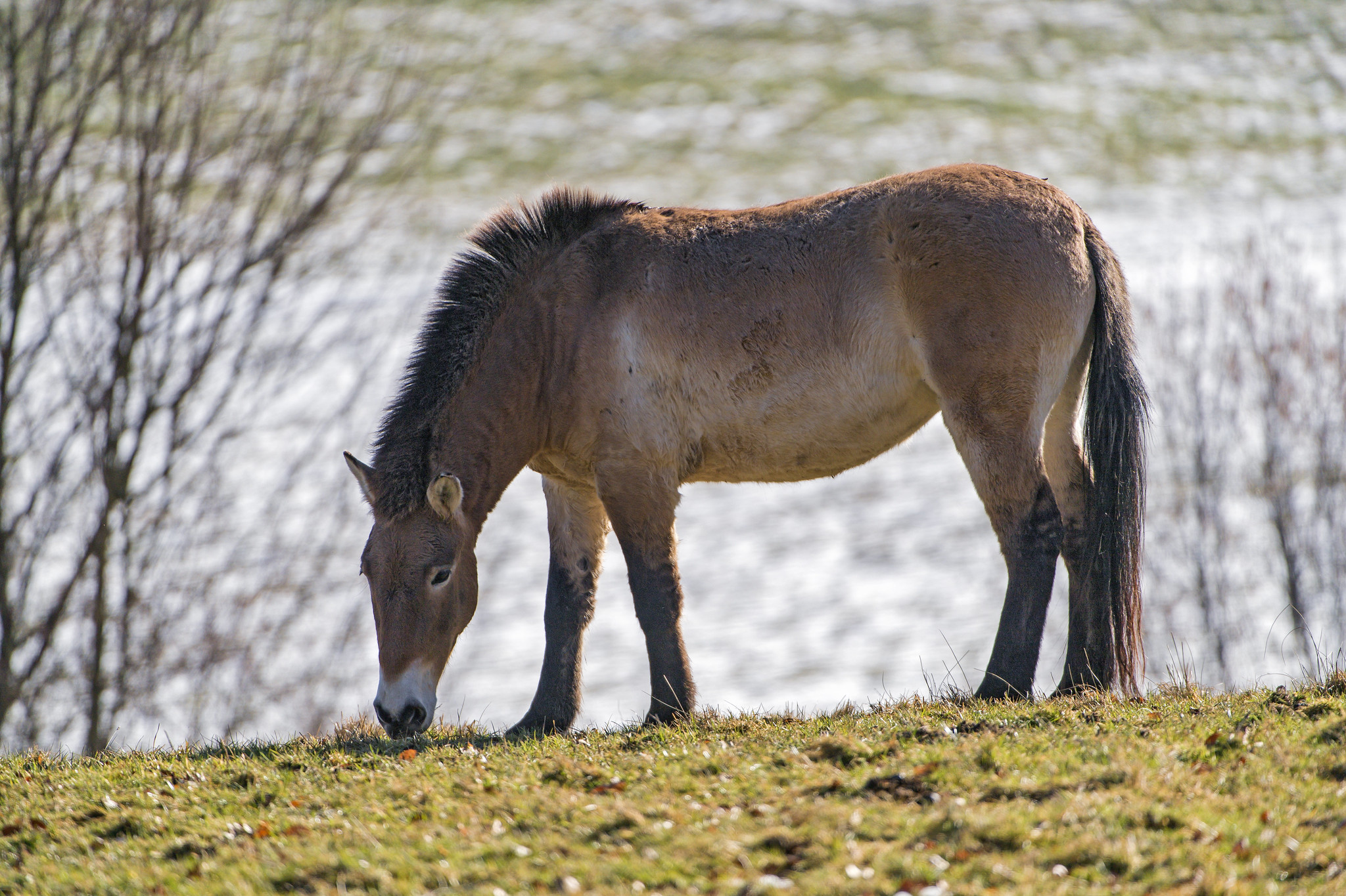 Тарпан - Equus ferus
