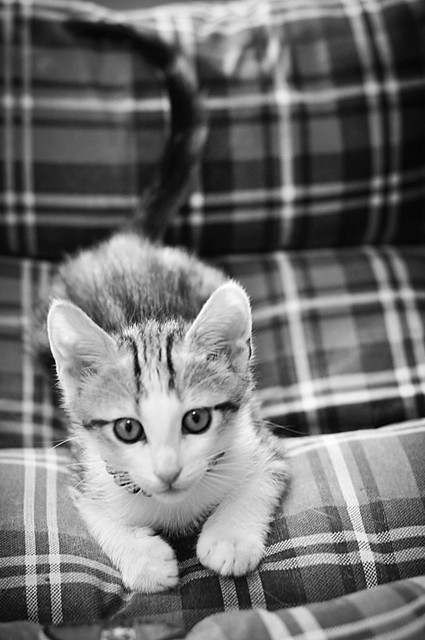 Sete, gatito blanquipardo guapo y activo nacido en Abril´18, en adopción. Valencia. ADOPTADO. 27800387147_5366ec10b3_z