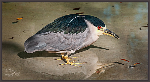 Image of a Black Crowned Heron at the Jacksonville Zoo