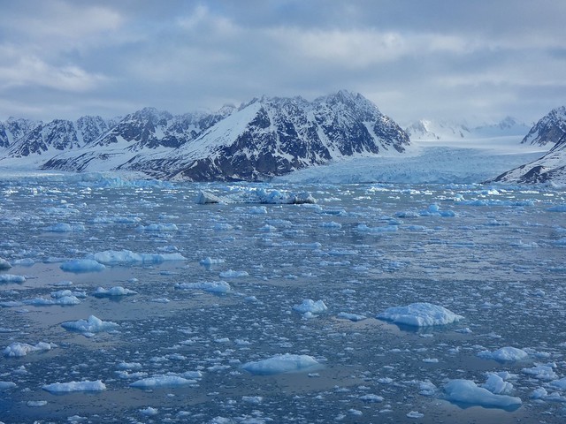 A la deriva: la morsa que se quedó dormida en un iceberg y ahora