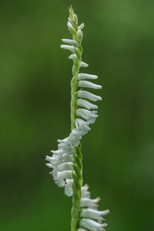 Grass-leaved Ladies'-tresses orchid