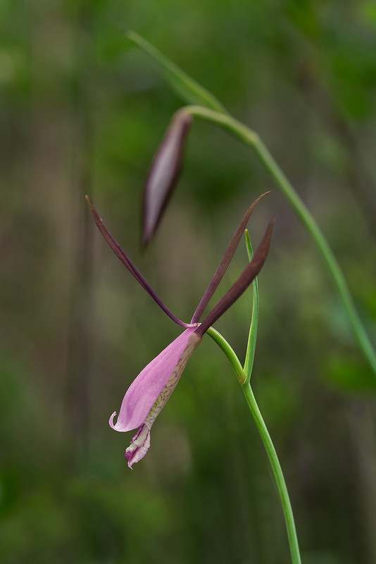 Large Rosebud orchid