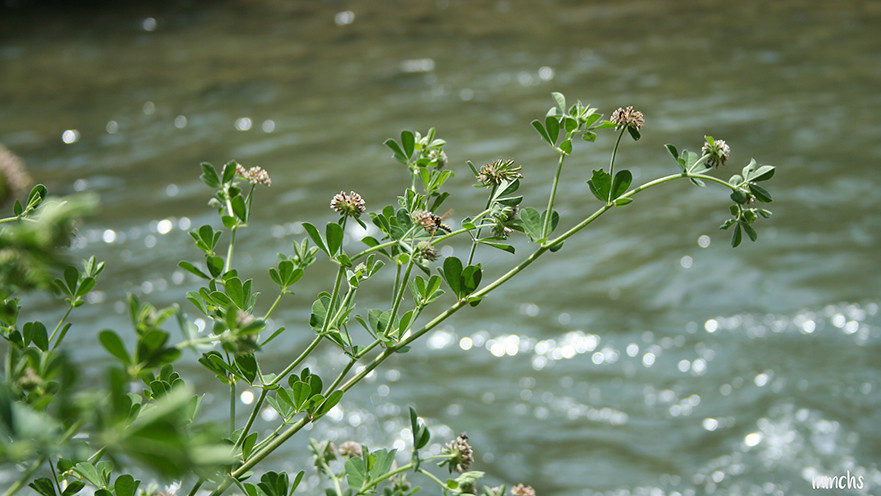 plantas del rio turia