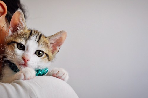 Sete, gatito blanquipardo guapo y activo nacido en Abril´18, en adopción. Valencia. ADOPTADO. 40860349430_095425c19b