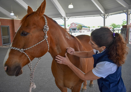 Dr. Kara Lascola uses acupuncture to treat a horse.