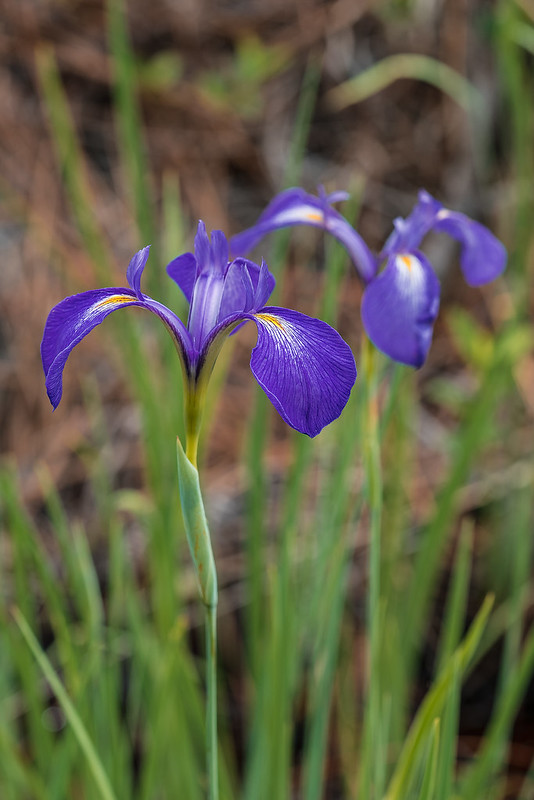 Savannah Iris