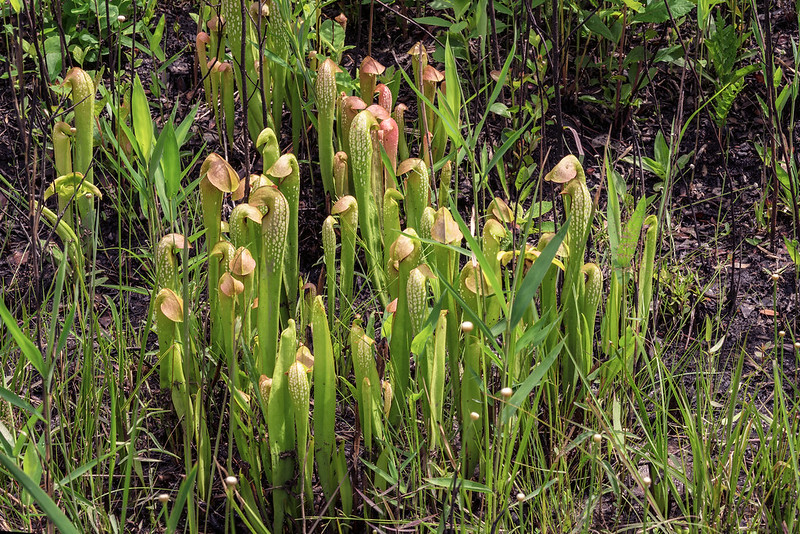 Hooded Pitcher Plants