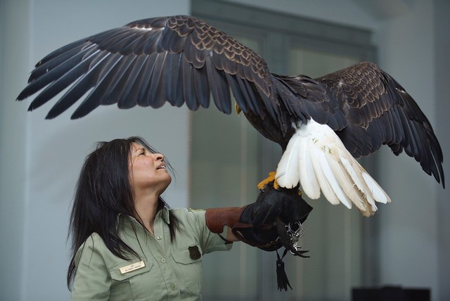 Jo Santiago with Freedom, an 18 year old bald eagle