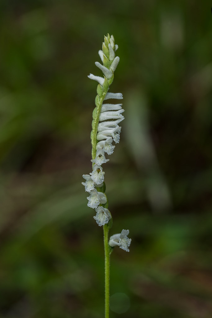 Grass-leaved Ladies'-tresses orchid