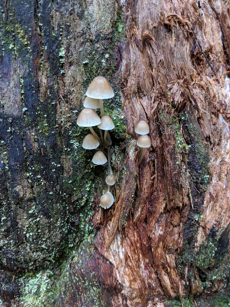 生長在甘道夫基部的真菌，秋天的塔島森林是蕈類的天堂