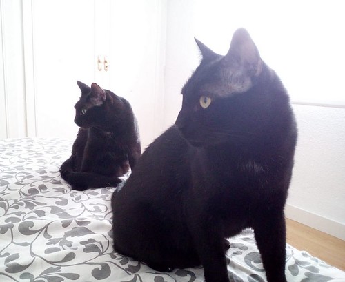 Apolo, gato negro bellísimo y mimosón esterilizado, nacido en Agosto´15, en adopción. Valencia. ADOPTADO. 41508392155_37643d667d