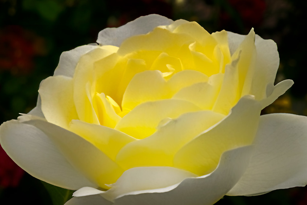 Rosaceae: Yellow Silk