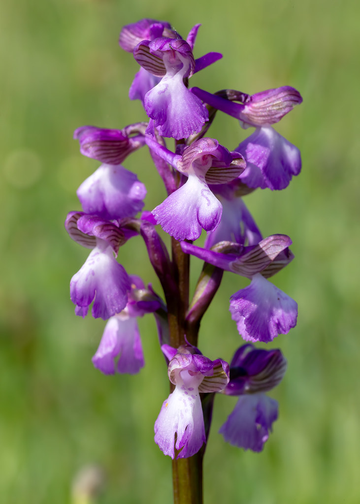 Green-winged Orchid | Anacamptis morio - Oxfordshire. UK, 19… | Charlie ...
