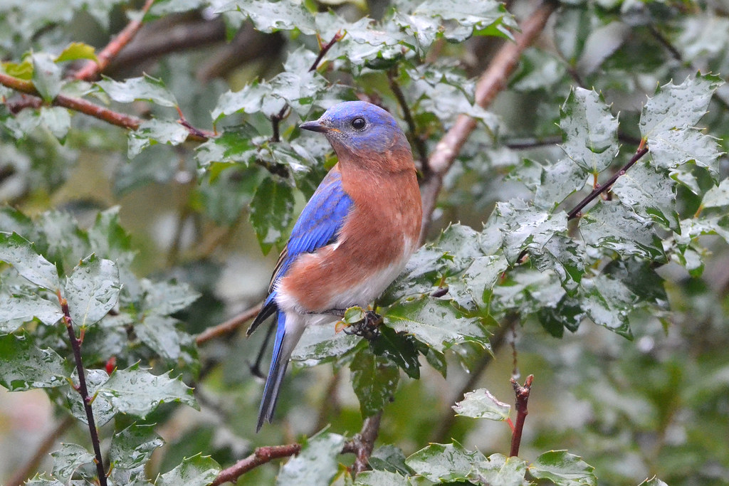 Eastern Bluebird (Sialia sialis)。圖片來源：Andrew Cannizzaro(CC BY 2.0)