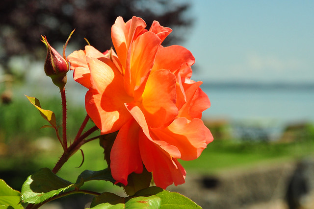Frauenwörth, Fraueninsel im Chiemsee, Blütenpracht, Rosen usw. im Mai/Juni 2018 ... Foto: Brigitte Stolle