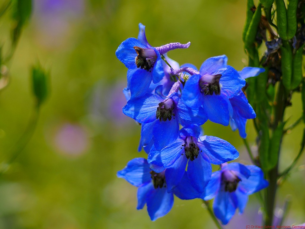希少まあ綺麗★テレゼニター TELEZENITAR 135mm F2.8 m42 希少まあ綺麗☆テレゼニター TELEZENITAR 135mm F2.8 m42 レンズ