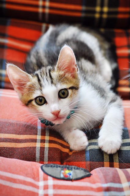 Sete, gatito blanquipardo guapo y activo nacido en Abril´18, en adopción. Valencia. ADOPTADO. 41769721775_ee666dcfd2_z