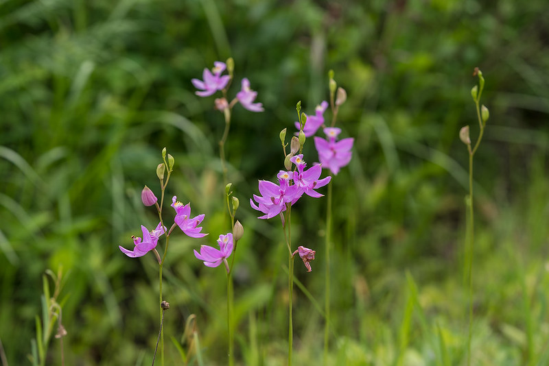 Common Grass-pink orchids