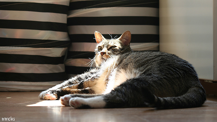 gato al sol